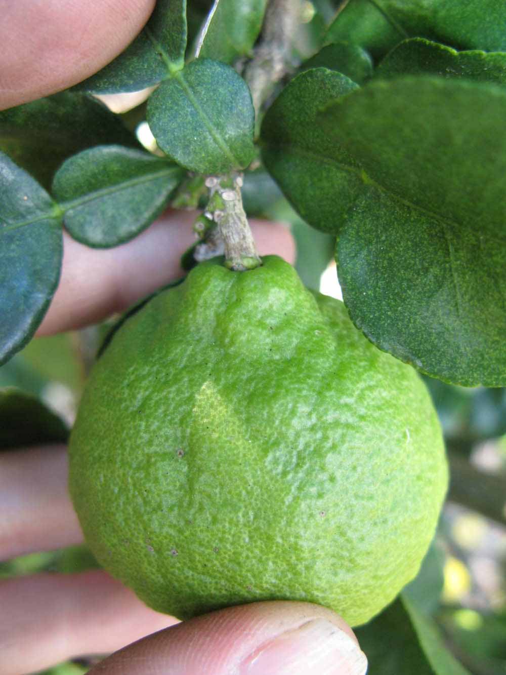              Fruit (Kaffir, Winter Haven, FL)       